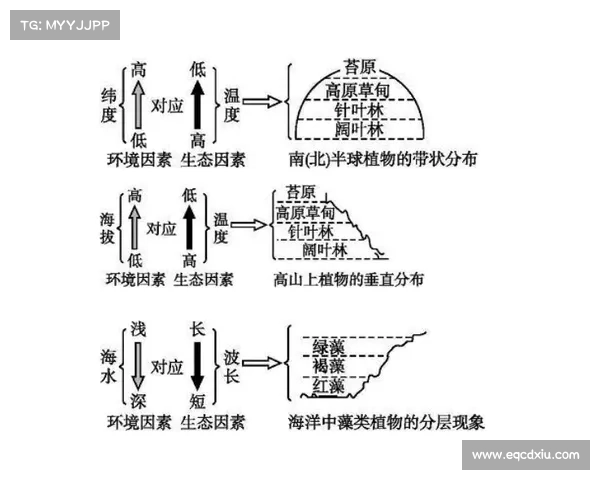 从培养体系到技战术风格看埃因青年与阿贾青年发展路径差异深度解析